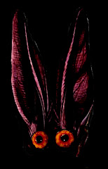 Mowgi