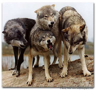 Mormon Wolves