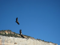 Giant Condors in Zion National Park