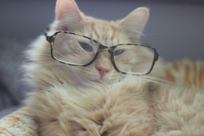 Cat Wearing Glasses