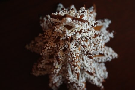 [Piparkoogikuusk+6.JPG]