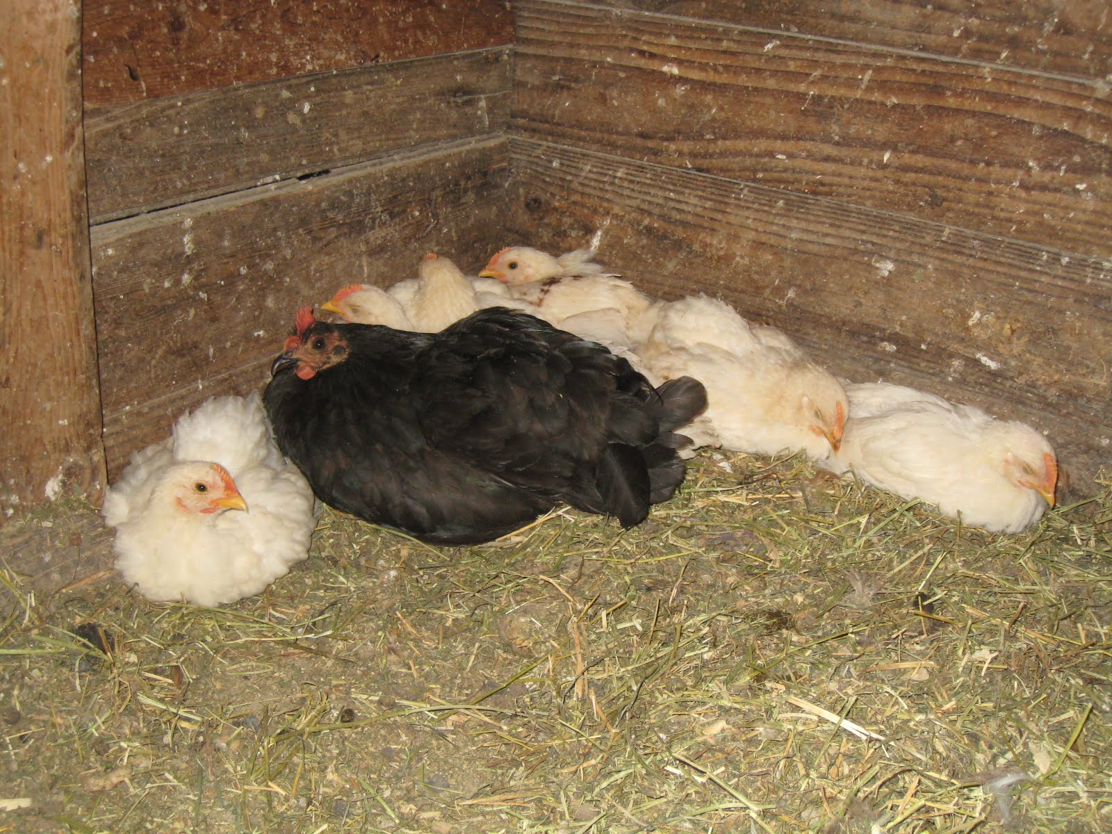 Hen Nest