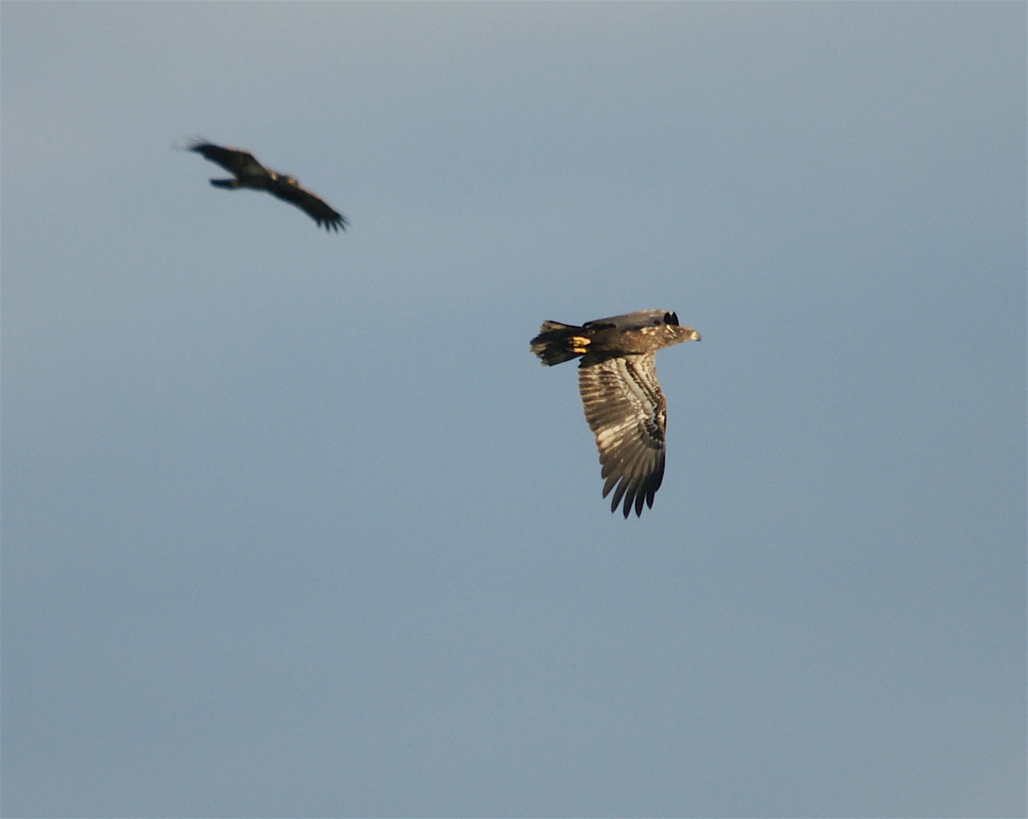 Bald Eagle Family, 2010: Young eaglets in flight together