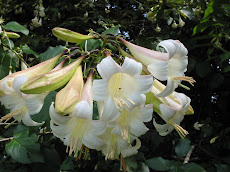 Flora panamensis
