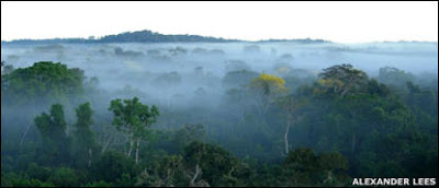 Mudanças climáticas podem levar ao colapso da Amazônia