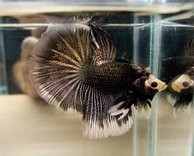 Ikan Laga Bulan
