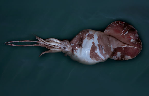 colossal squid te papa new zealand
