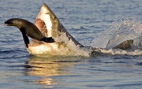 bull shark eating. ull shark eating. ull shark