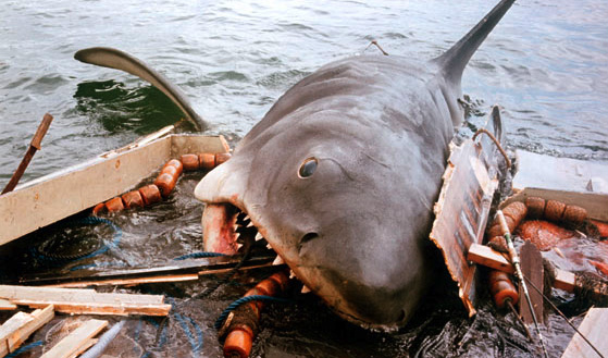 bull shark eating. Here#39;s a Great White Shark