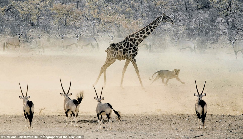 Giraffes Predators