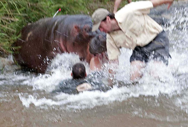 Hungry Hungry Hippos Animals eating Animals