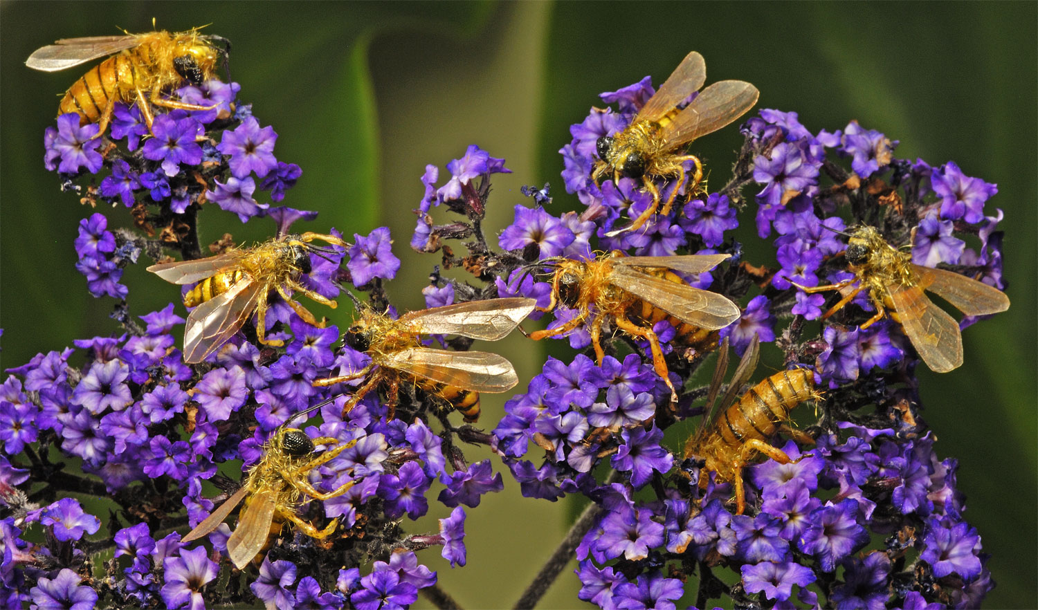 Do Bees have teeth? How do they sting? Animals eating Animals