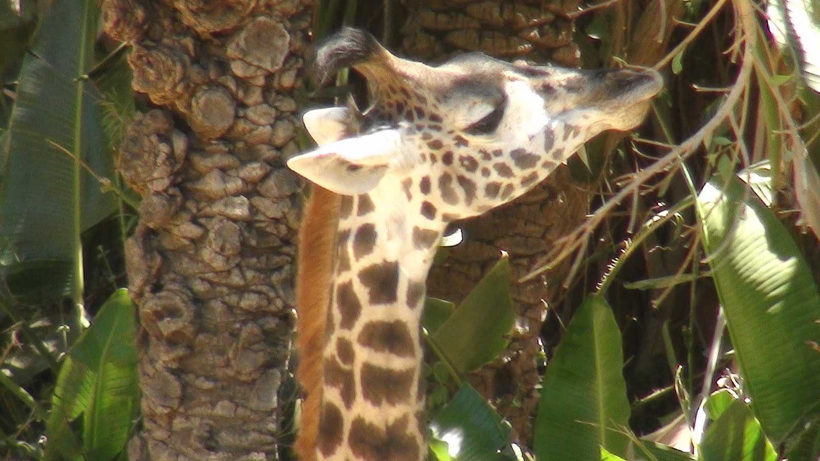 Grief Giraffe Stages Of Grief