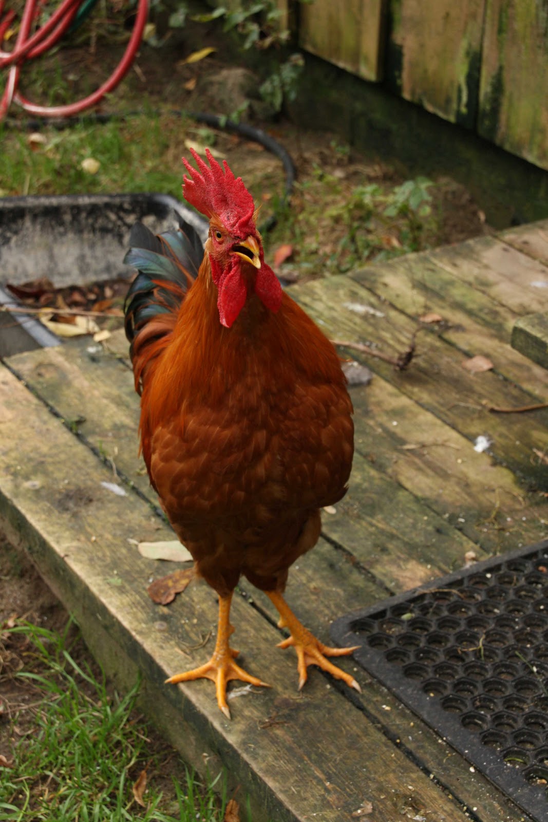Bird Health Awareness Week Community Chickens