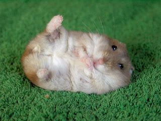 NO PUEDO MAS Our+hamster+powered+da+servers+are+too+busy+n+begging+4+few+secs+of+rest