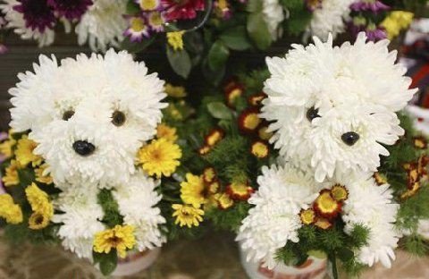 Puppy bouquets