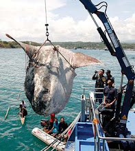 Peixe-lua.
