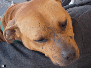 Dog Scars