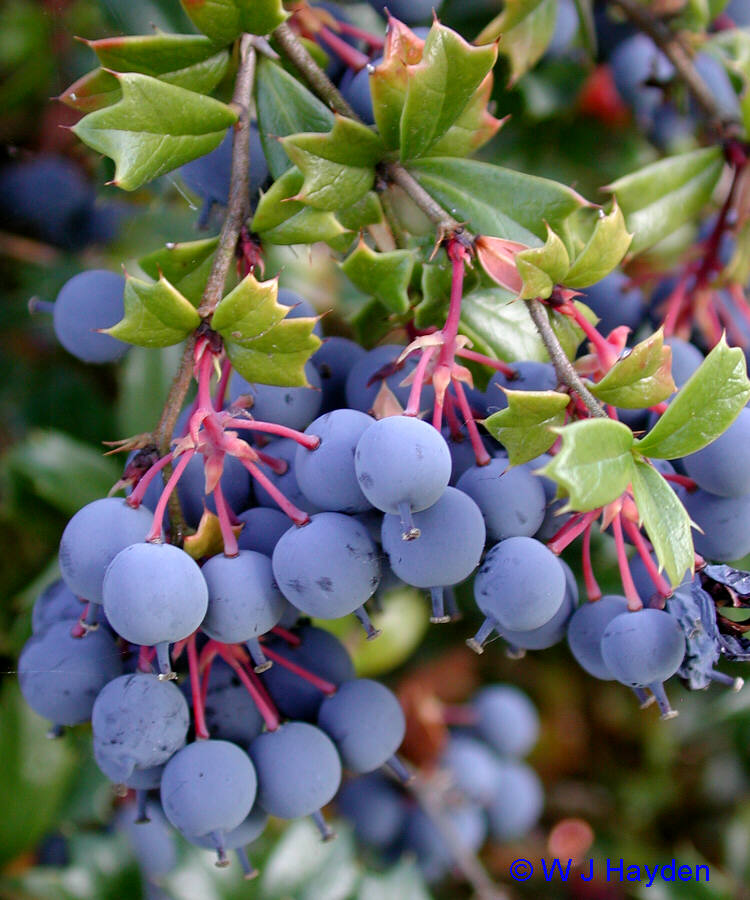 MEYVELER SEBZELER on Pinterest Fruit Trees, Tropical Fruits and