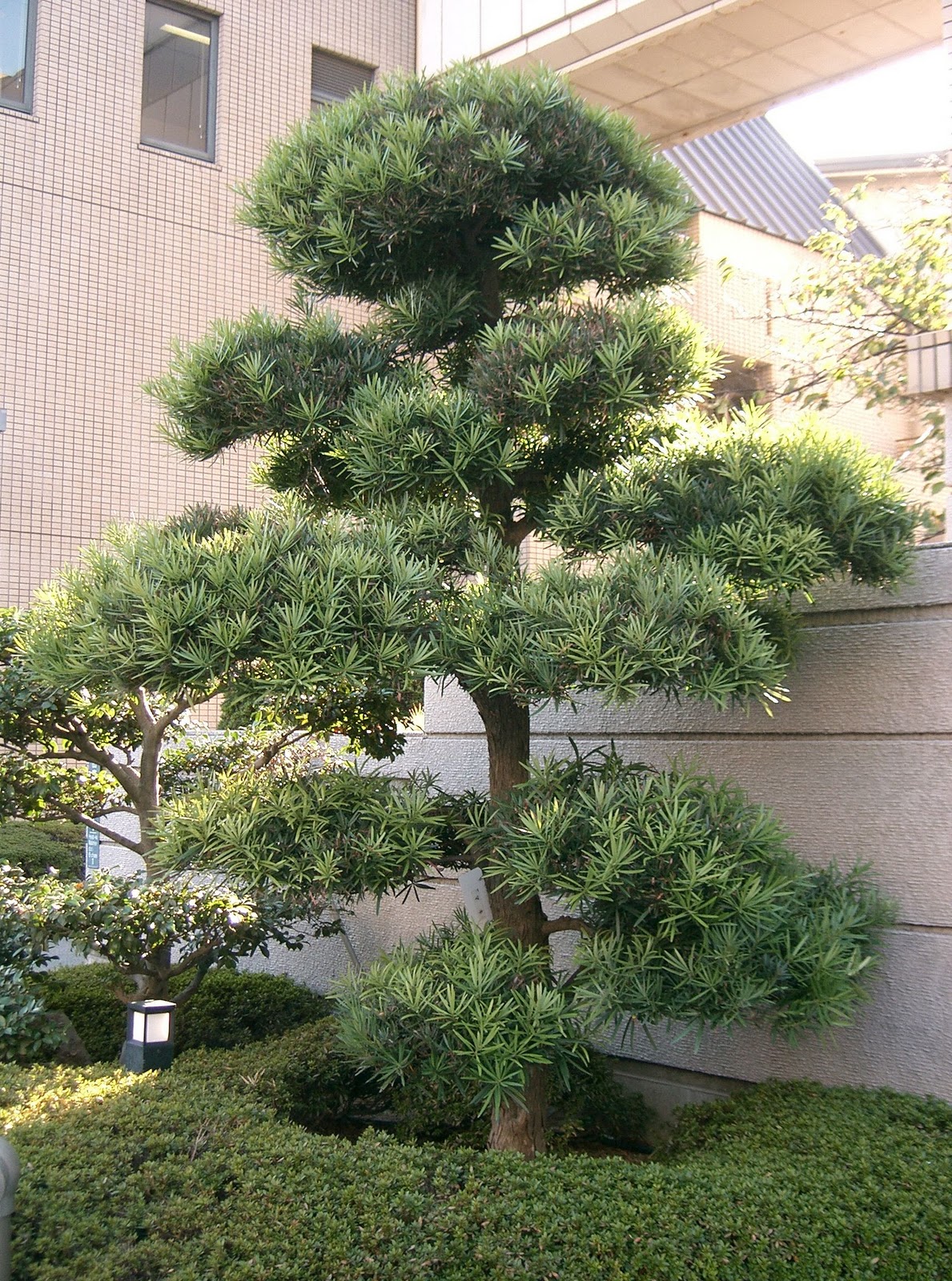 Yew Pine