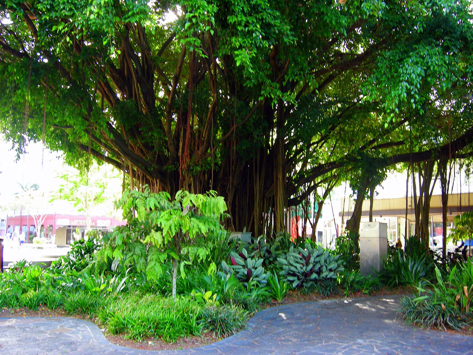 Tropical Far North Queensland 4. Cairns City In A Garden