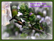 Alpine Mint Bush