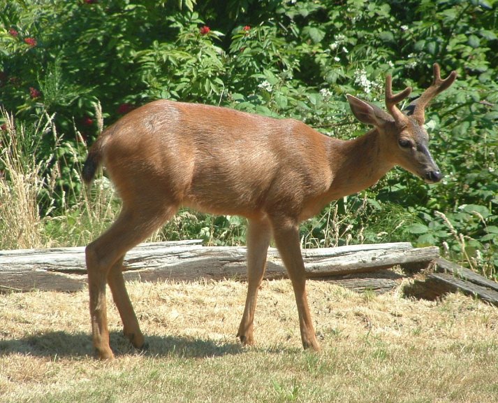 [deer.JPG]