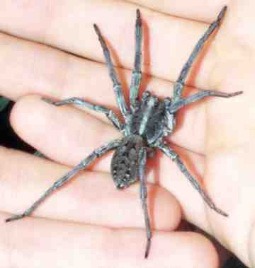 Baby Wolf Spider Pictures. I Don#39;t Like Spiders and