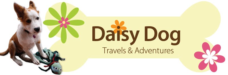 Daisy Dog Travels & Adventures