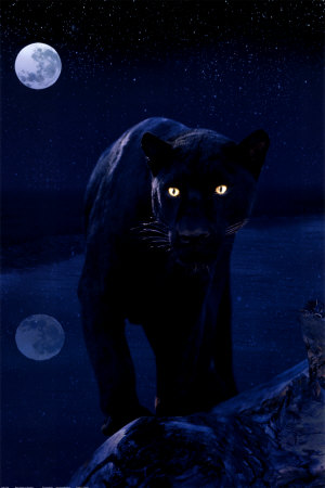 dr65's avatar - black panther.jpg