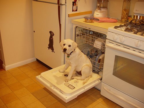 Daisy in the dishwasher