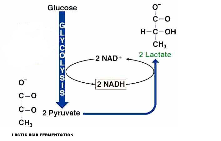 Lactate Acid