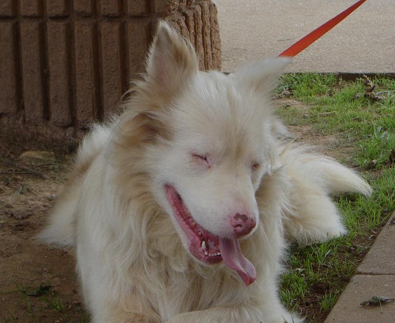 Deaf Animals: Blind and Deaf Aussie in GA