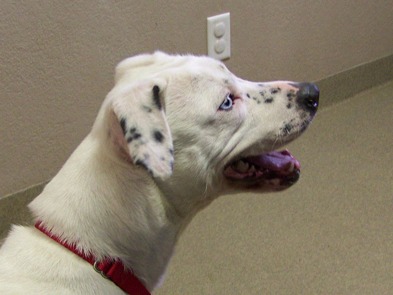 Deaf Animals: DeKalb, IL: Mutt Needs a Foster or Home