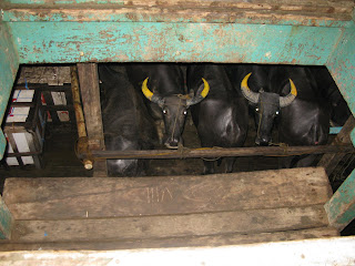 water buffalo on cargo ferry from el nido to coron town