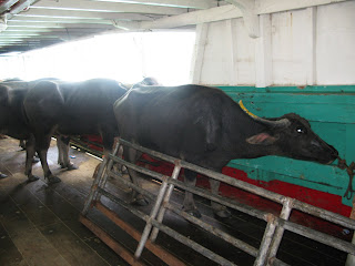 water buffalo on cargo ferry from el nido to coron town