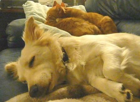 Doggies+and+kitties