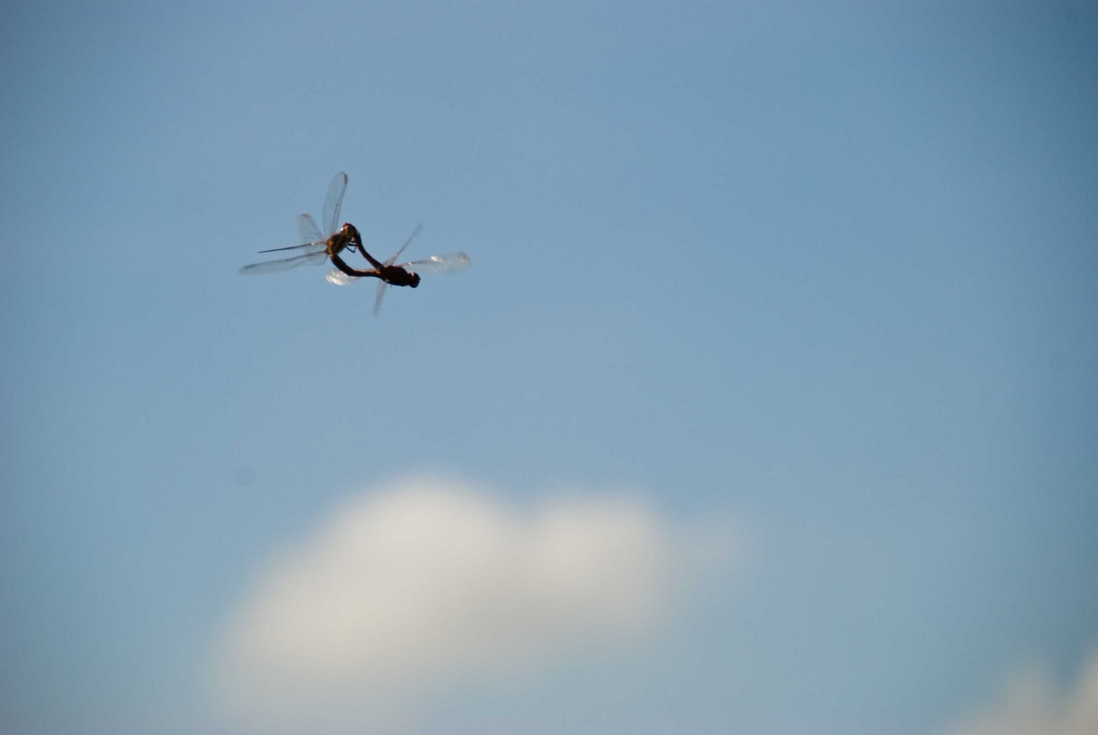 [0062-clipe_gov_pe-01_12_2008.jpg]