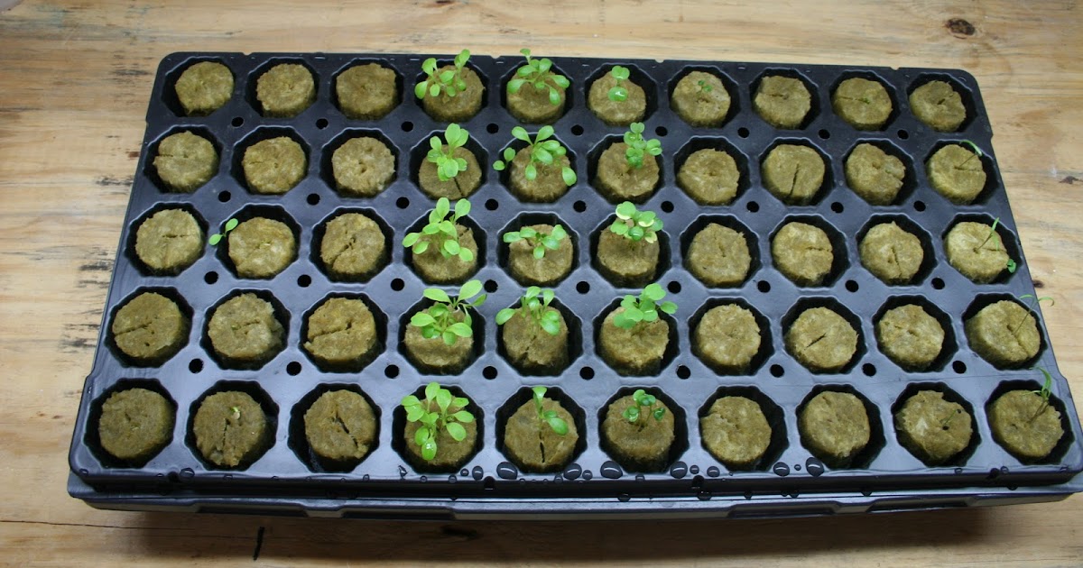 Practicing Hydroponics Grow 2 Seed Germination