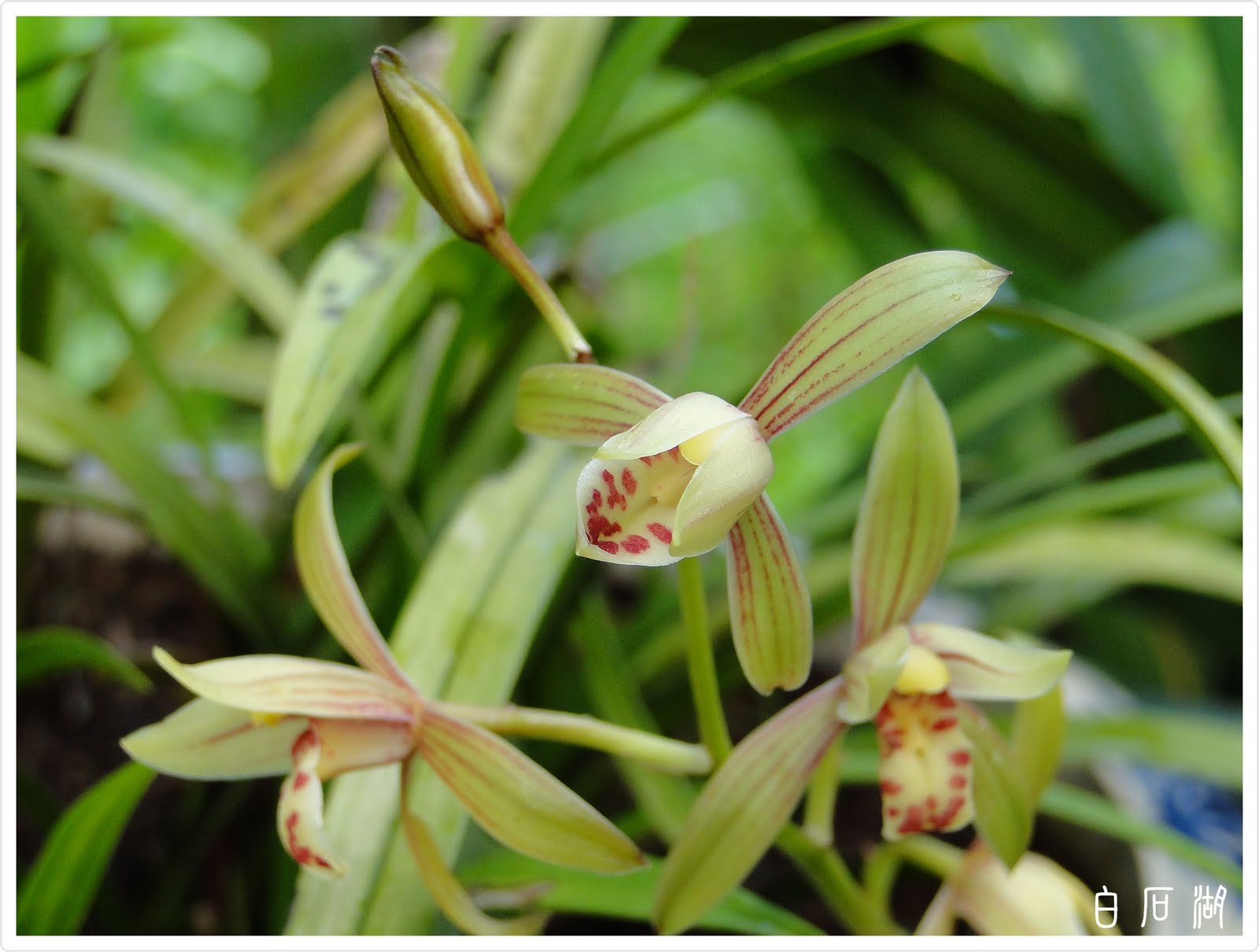 白石湖農驛棧生活與生態 素心蘭 Cymbidium ensifolium
