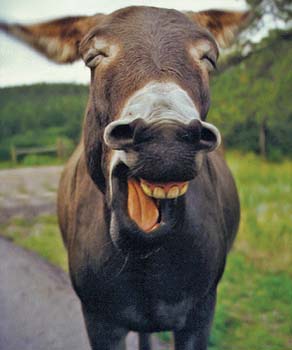happy-donkey-2.jpg