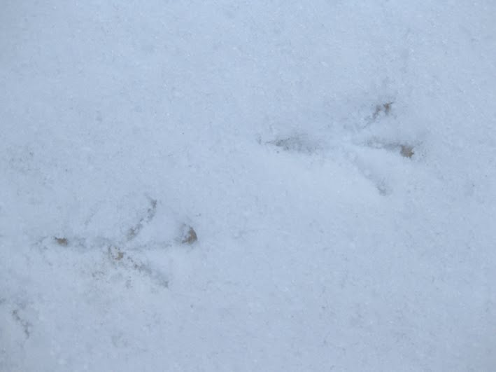 [Bird_prints+in+snow.jpg]