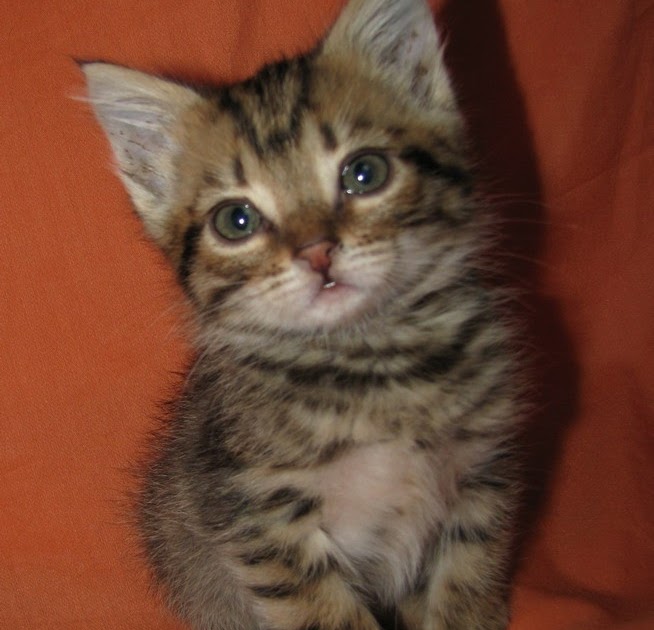 Kitten Formula Recipe Homemade Kitten Formulas Feeding Instructions