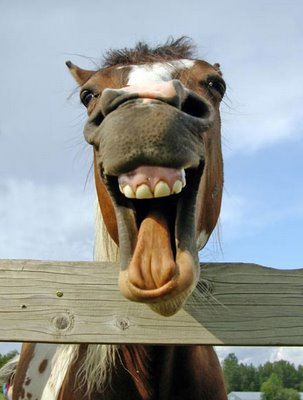Imagem ao lado: cavalo relinchando, parecendo "gargalhada"