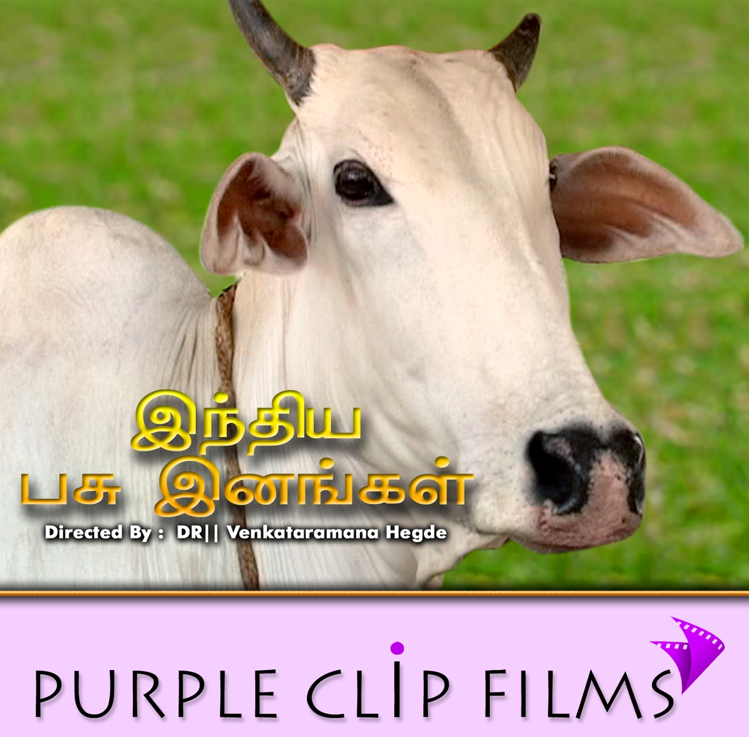 Indian Cow Photo