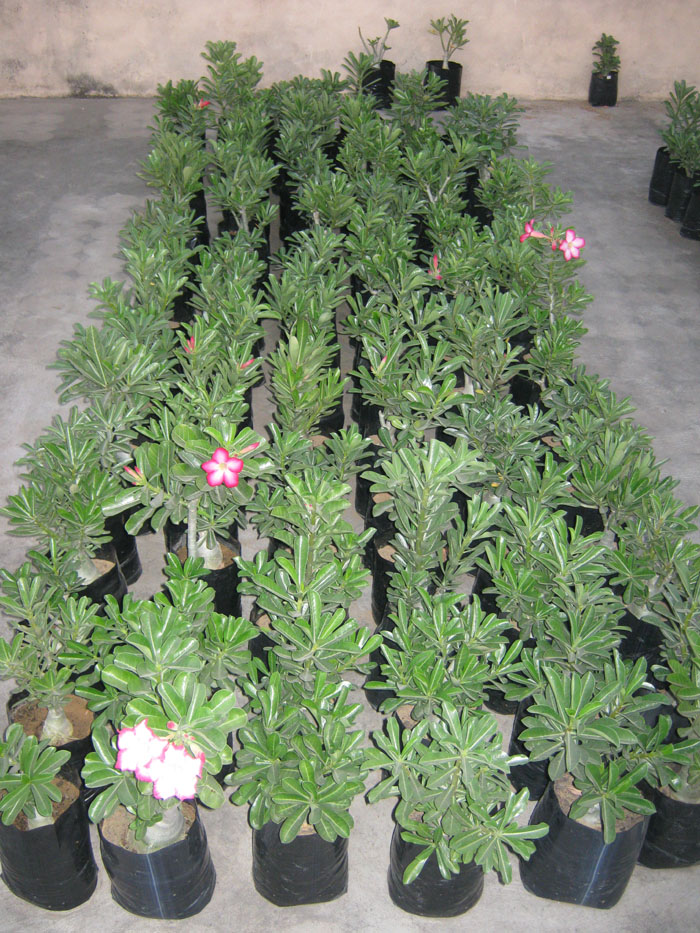 Cell Culture My Bonsai Garden Nursery Jaipur Bonsai