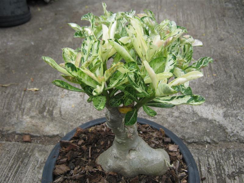 Tree House Jaipur Rajasthan Bonsai Adenium Plant
