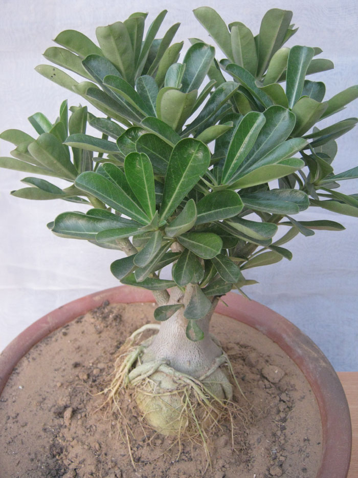 BONSAI PLANT JAIPUR RAJASTHAN INDIA Bonsai Adenium Plant