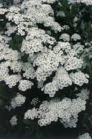 Future Plants By Randy Stewart Spirea