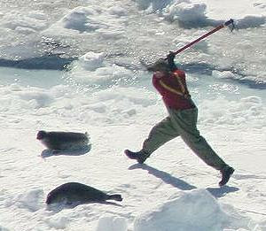 http://3.bp.blogspot.com/_XEqUTdpUeUM/R-tuWYjQ11I/AAAAAAAAANQ/UUa9ajW_5hs/s320/Sealer+chasing+seal.jpg